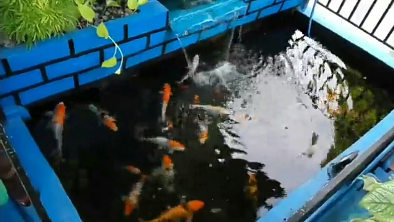 kolam  ikan  koi  plus lampu  sorot  RGB YouTube