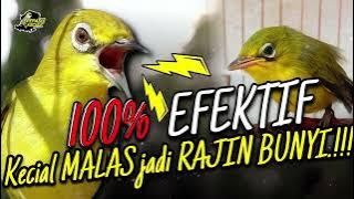 Pancingan Khusus Kecial Kuning MALAS BUNYI Pake ini 100% Bikin Kecial RAJIN BUNYI‼️