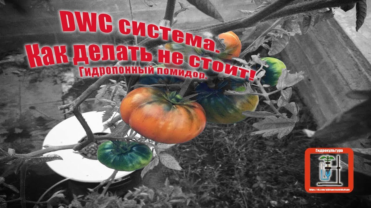 DWC система.Гидропонный помидор.Советы начинающим,делюсь опытом.