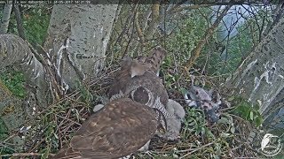 2017/05/24 14h31m Latvian Goshwk~Short visit by MrY~