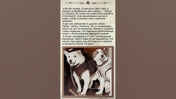 Белка и Стрелка: Первые герои космоса. #shorts