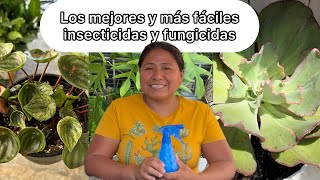 EL MEJOR INSECTICIDA Y FUNGICIDA CASERO 3 productos asombrosos para acabar con las plagas