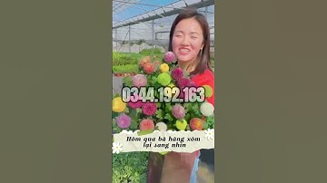 Cúc ping pong đẹp hàng chuẩn F1 tỷ lệ nảy mầm 95% cho bà con gieo trồng