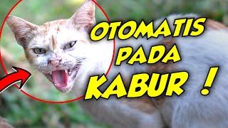 OTOMATIS PADA KABUR! Ini 6 Tips Cara Mengusir Kucing Liar Tanpa Menyakiti Paling Ampuh