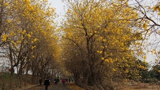 黃金風鈴花季2月至3月~嘉義太保朴子溪防汛道全台最美~洞箫独奏~