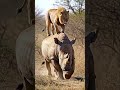 Lion Jumps on a Rhino… and the Rhino Doesn’t Care!