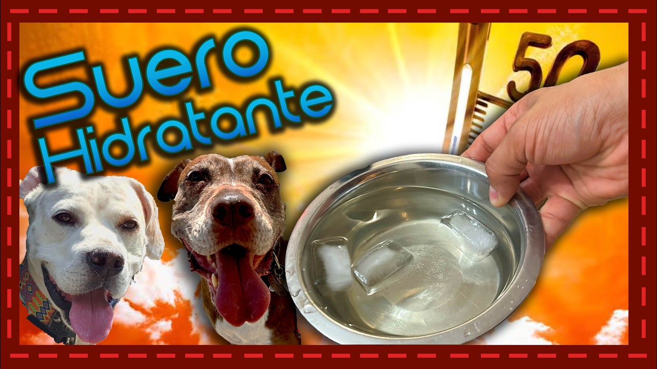 Suero casero para hidratar perros YouTube