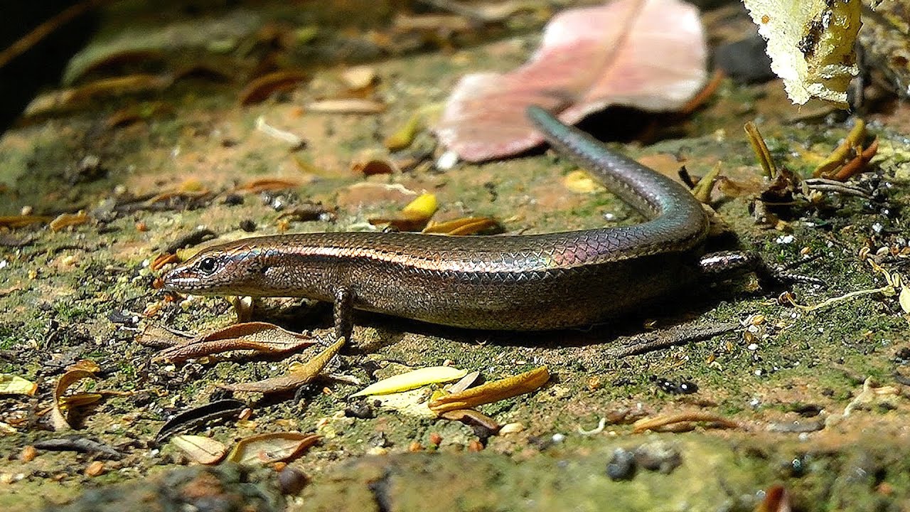 Speckled Forest Skink on red leaf and bricks next to abandoned bee hive -Eutropis macularia