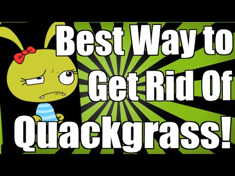 Video: Eliminare Quackgrass: come sbarazzarsi di Quackgrass