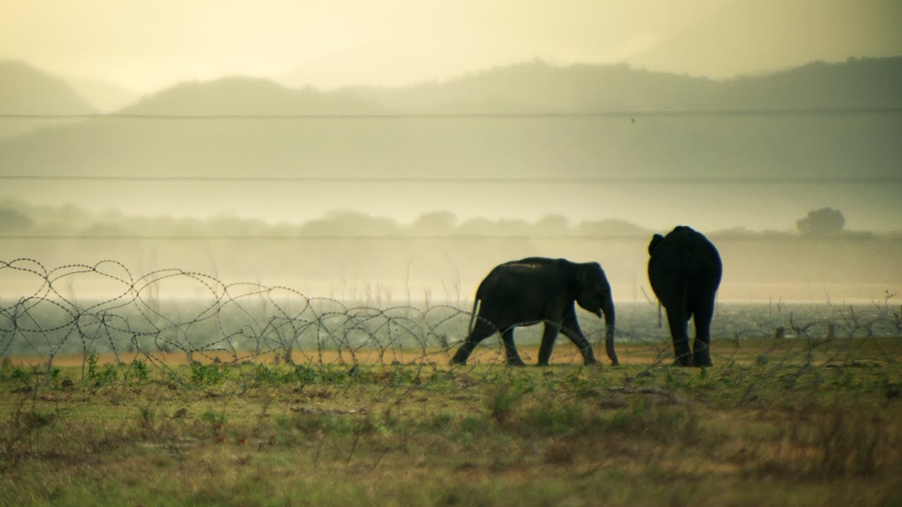 Dilmah Conservation | Baby Dilmah