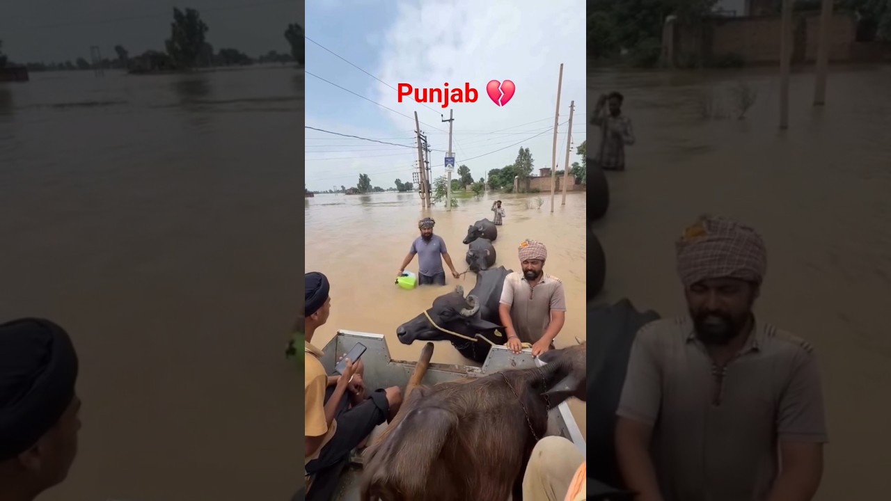 Punjab floods 💔 