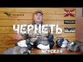 Обзор чучел Морской Чернети Avian-X, GHG и Higdon