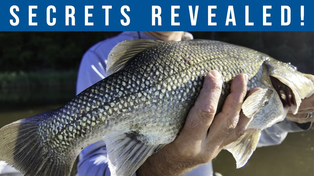 The AWESOME Saltwater Fly Fishing that NOBODY does… – Bass Manager