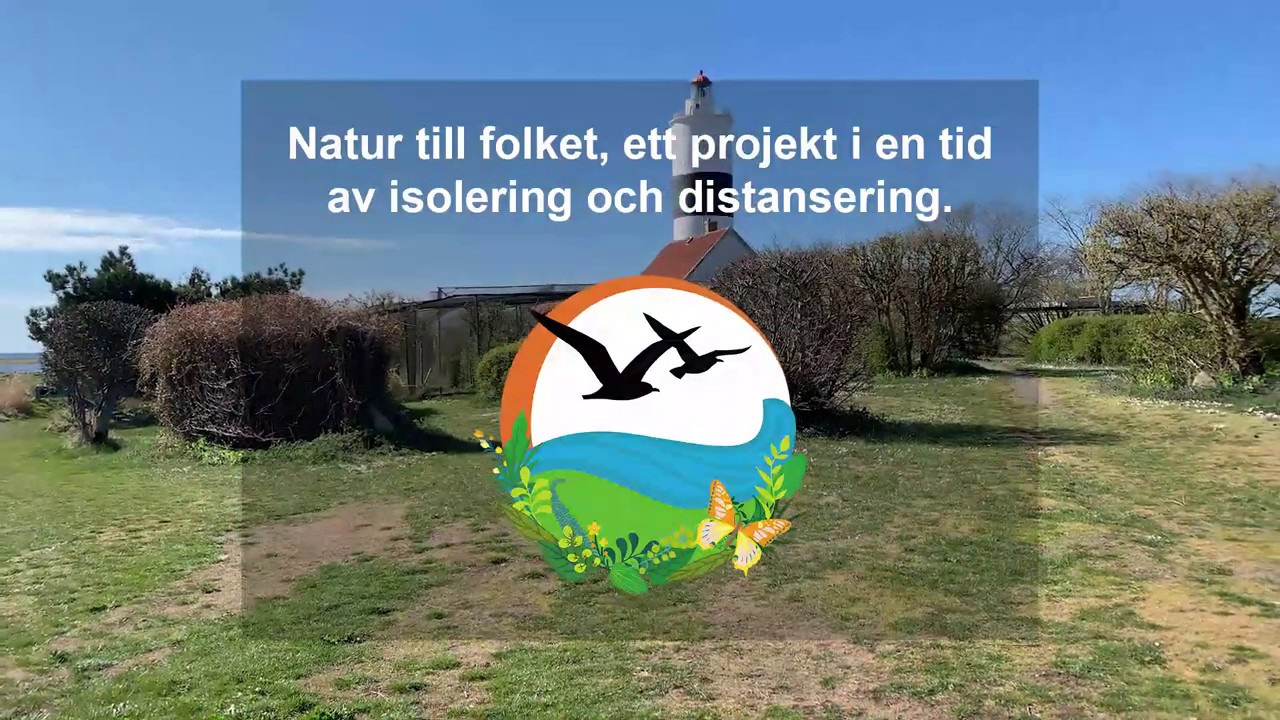 Kungsfågel: Hona eller en hanne?