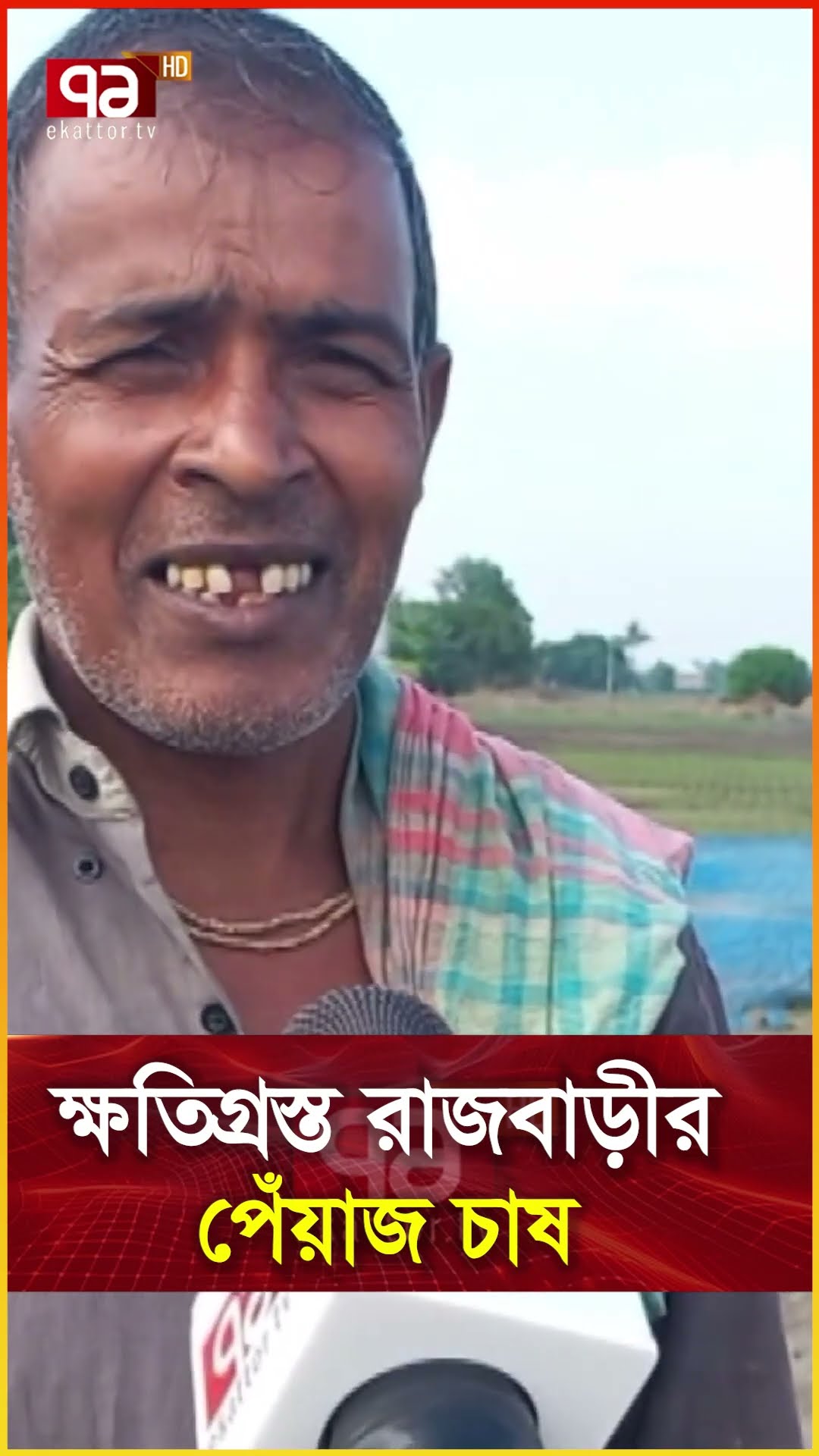 ক্ষতিগ্রস্ত রাজবাড়ীর পেঁয়াজ চাষ