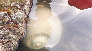 【English sub】大海退潮后，小章赶海在礁石区发现巨型海螺，这可发财了【赶海小章】