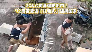 【瓦斯桶抱不動啦】20KG柯基偷跑出門！　72歲嬤急追「扛豬式」逮捕回家