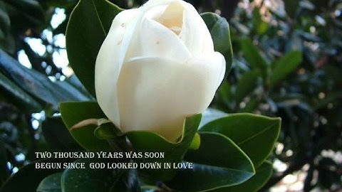 Thumbnail of A Rose Among The Thorns