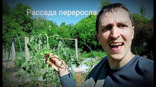 Рассада томатов и перцев переросла. Что делать, ПОМОГИТЕ!