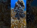 The Secret Love Life Of Octopus Did You Know Octopus Mating Is As Fish Reeflife Fishing The Secret Love Life Of Octopus Did You Know Octopus Mating Is As Fish Reeflife Fishing