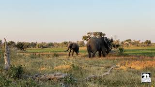Elephant hero worship | Living With Elephants | Botswana Sanctuary |
