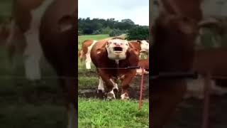 goofy ahh cow #shorts #memes #comedy