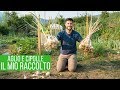 Raccolta CIPOLLE e AGLIO