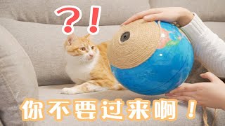 【做个猫玩具】我以后真心不想做玩具了！这次又凉了！ by Cat deer deer 17 views 3 weeks ago 5 minutes, 21 seconds