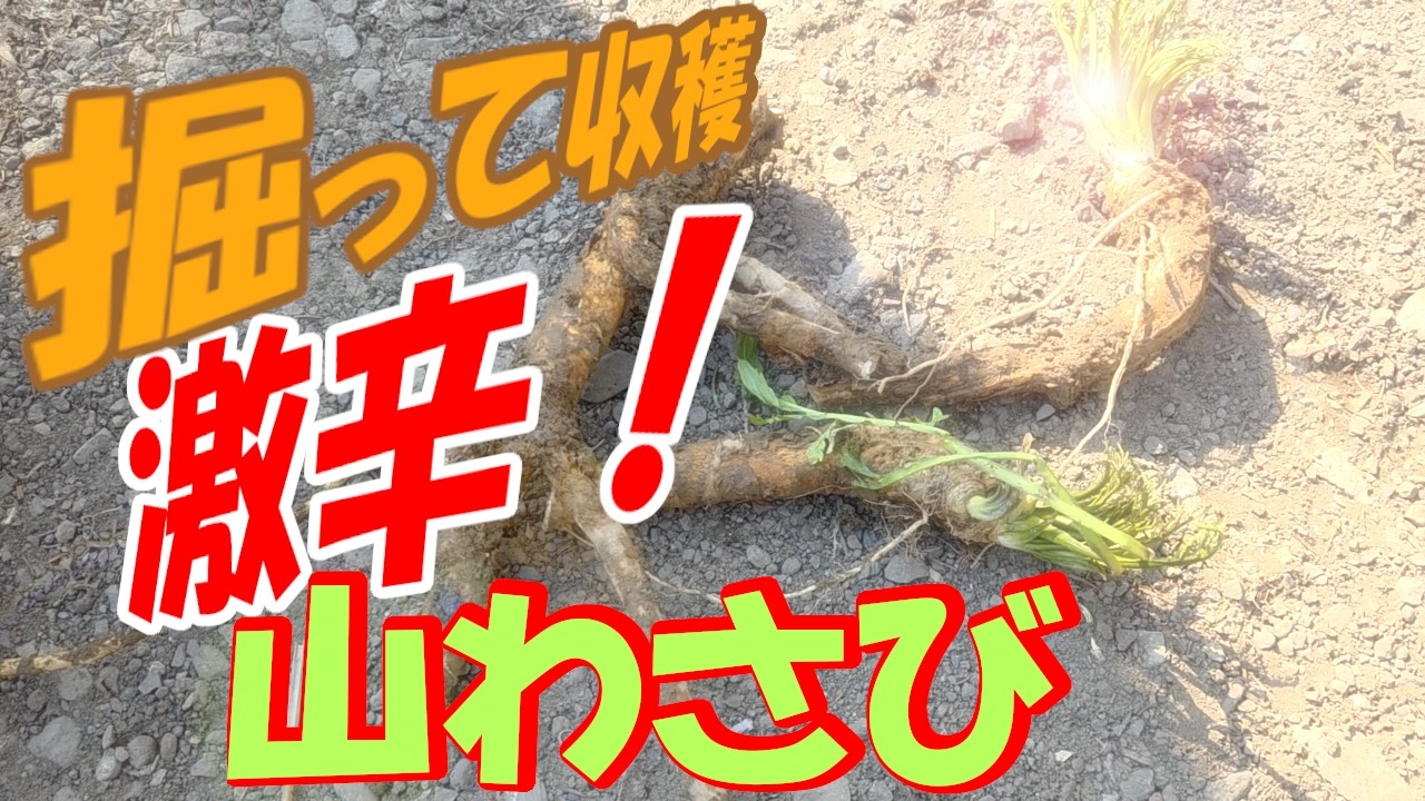 Super spicy? Harvesting mountain wasabi! #mountainwasabi #Hokkaido
