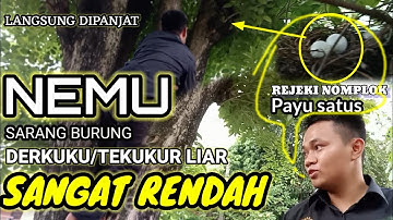 Wahhhh...NEMU SARANG BURUNG DERKUKU LIAR BIKIN SHOCK, KODE @nukndesochanel5586