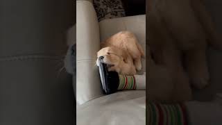 Precious Puppy Fell Asleep While Chewing on a Slipper