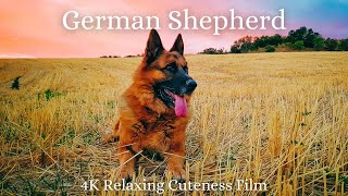 German Shepherd 4K  Relaxation Film With Calming and Relaxing Music  Relaxing Cuteness