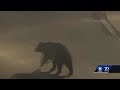 Rare bear sighting in monterey has some on edge