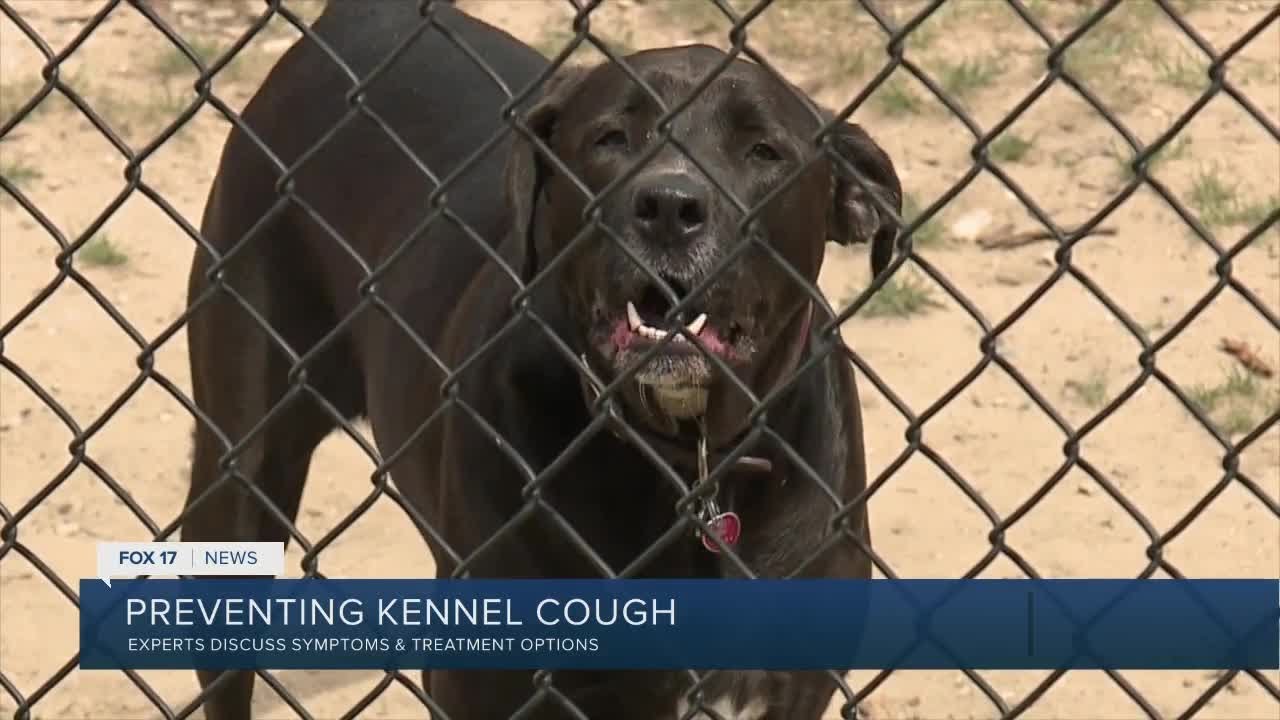 Preventing Kennel Cough YouTube