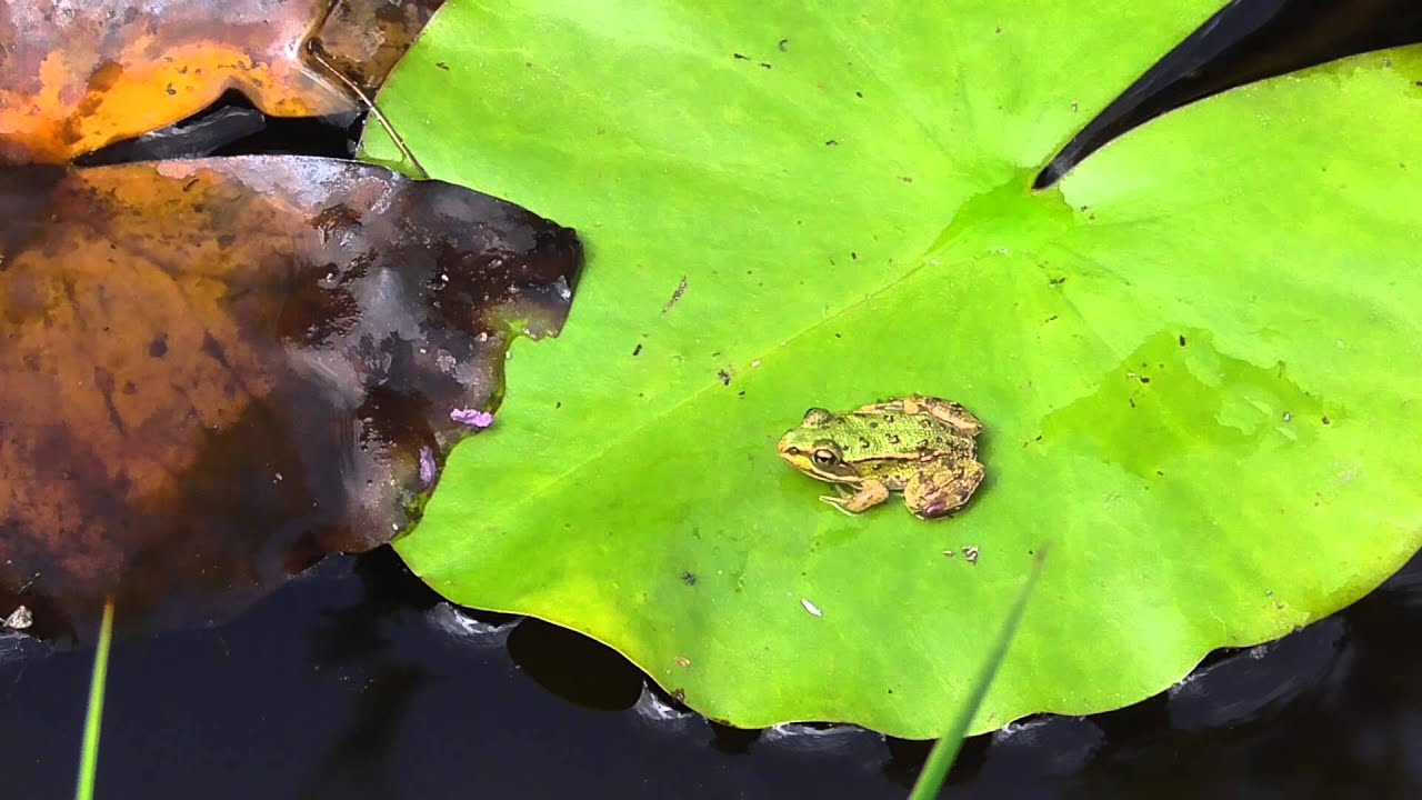 Grünfrosch in der Metamorphose von der Kaulquappe zum Frosch - YouTube