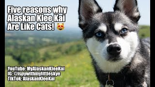 Why Alaskan Klee Kai Are Like Cats