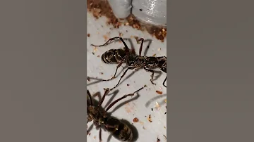 ¿Las hormigas hacen pis?