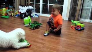 Bichon Frise vs. Baby