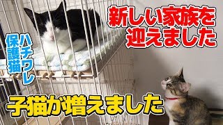 新しい家族にハチワレ子猫を迎えた初日の様子おつたま1日目