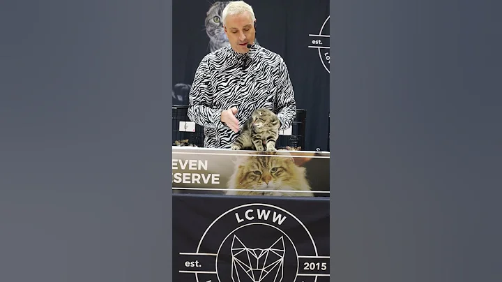 Video 10266611: scottish fold kitten, cat scottish, kittens royal, cats catlover