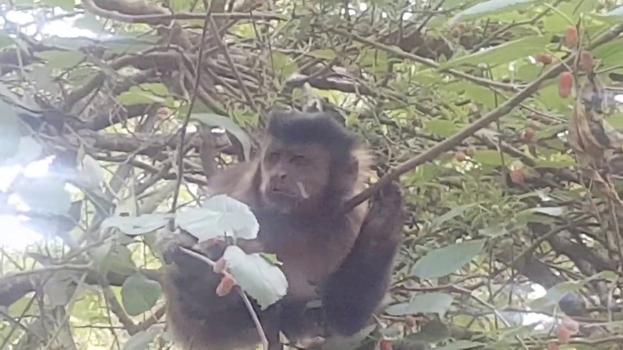 Macaco-prego-de-crista: vítima da Mata Atlântica - ((o))eco