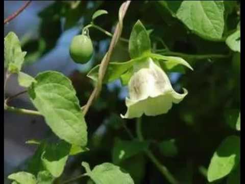 Video: Codonopsis - Koristne Lastnosti In Uporaba Codonopsis. Codonopsis Clematis, Drobno Dlakast, Suličasti