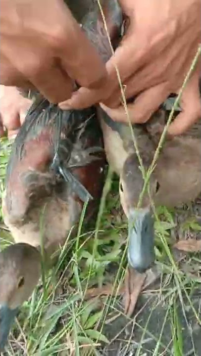 rejeki hari ini dapat burung belibis..inget masa kecil ibu suka masakin buat kami..