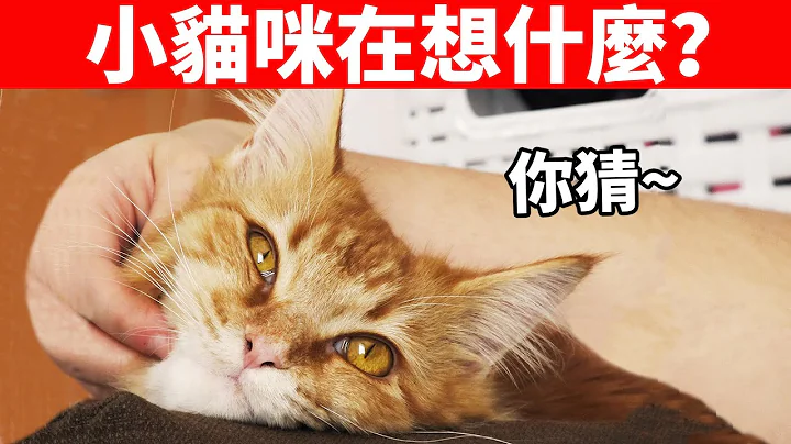貓的這10種肢體語言，愛貓的你一定要懂！【貓咪行為學EP5】 - 天天要聞