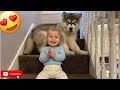 Malamute Pup And Baby Climbing Stairs! (Cutest Combo!)