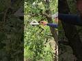 Что за домик для насекомых или  кормушка для птиц мы нашли в саду