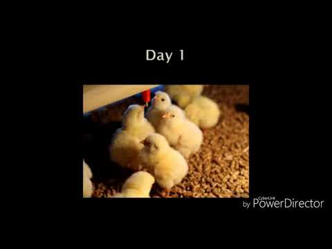 Video: Cum Să Crească Găinile La Dacha De Straturi și Pui De Carne, în PM Vara (de Unde Să înceapă, Rase, Argumente Pro și Contra Etc.)