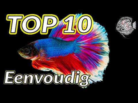 Video: Hoe Aquariumvissen Te Houden: Compatibiliteit