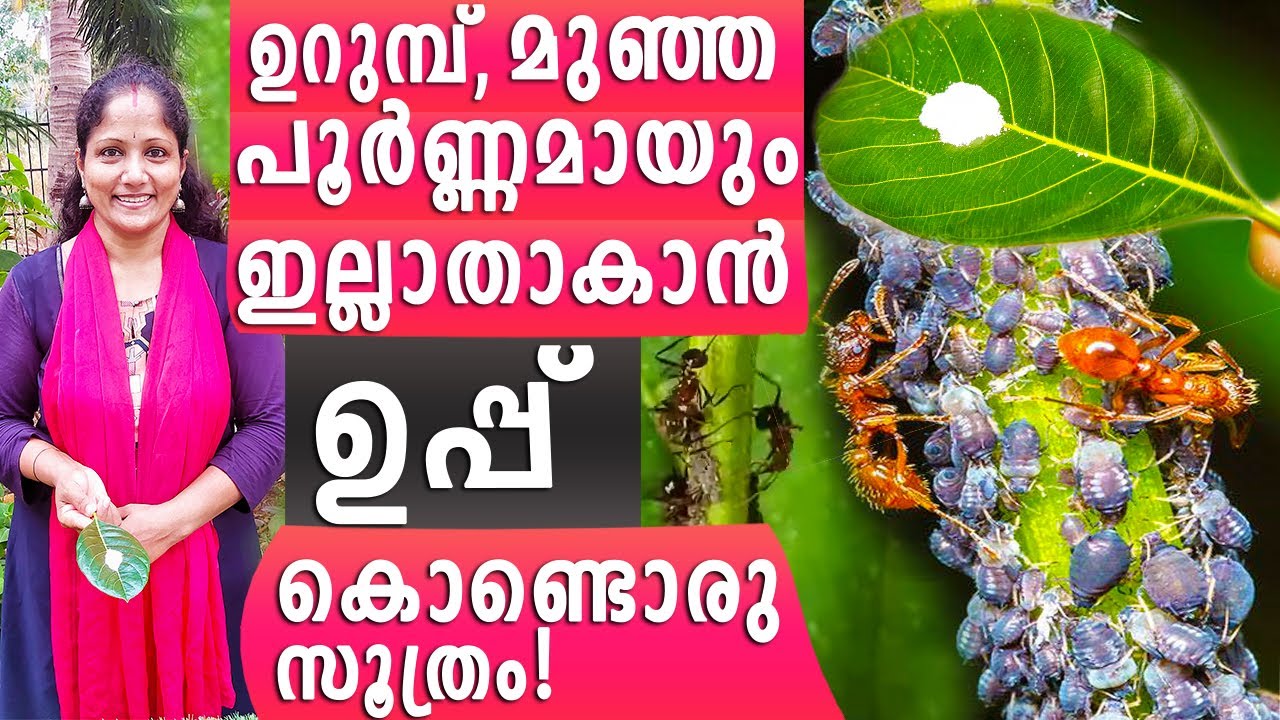 ഉറുമ്പ് മുഞ്ഞ പൂർണ്ണമായും ഇല്ലാതാകാൻ ഉപ്പ് കൊണ്ടൊരു സൂത്രം!| Get rid of Aphids and Ants Payar Krishi
