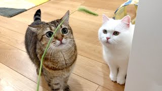 ENG) It's dangerous to show fox tail grass to cats!